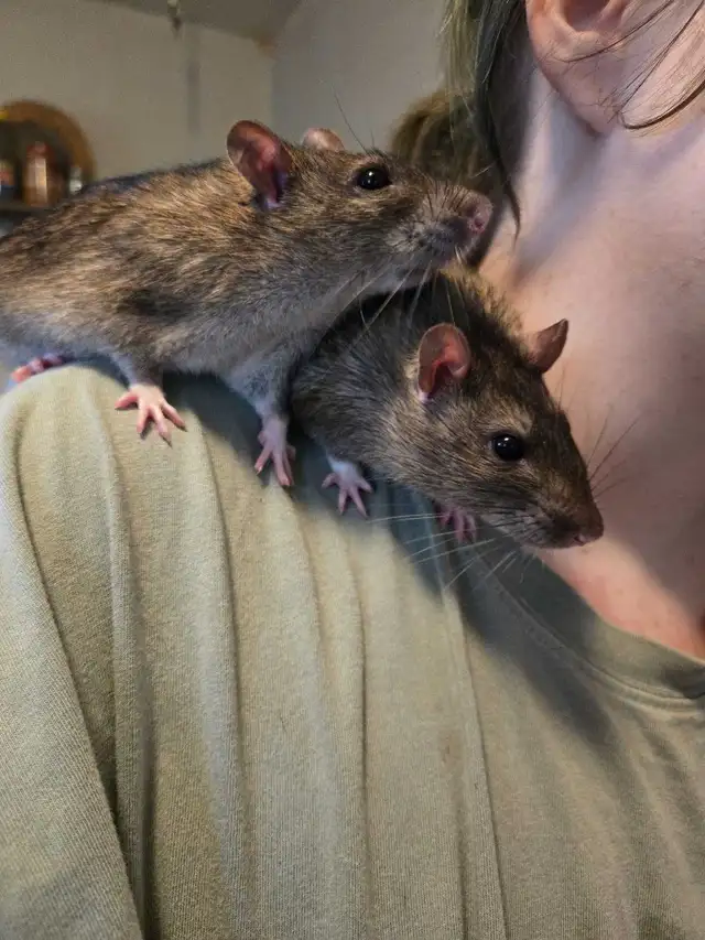 Lovely Male Rats free for Adoption in Small Animals for Rehoming in Mississauga / Peel Region - Image 7