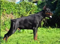 Pure Bred European Doberman Puppies Ready 2 Go Today