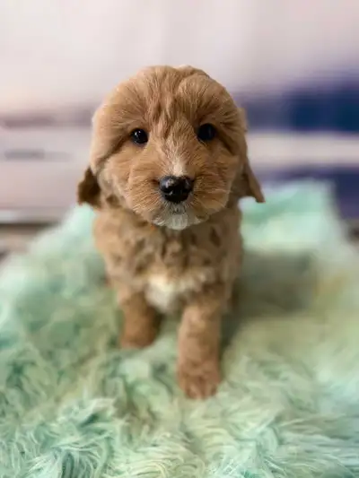 Mini Goldendoodle Puppies , View more