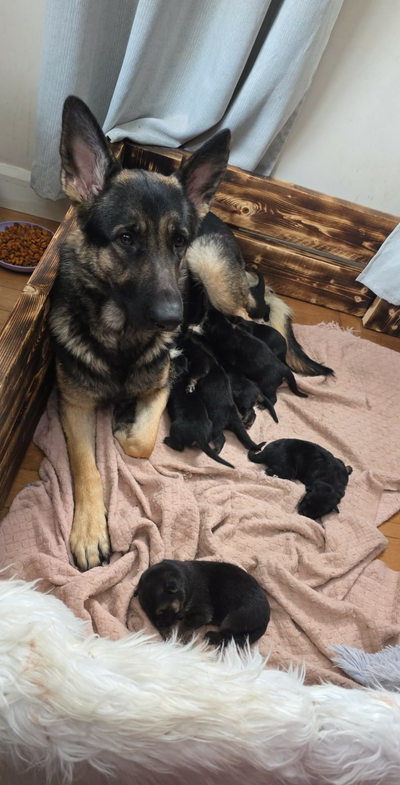 Chiot Berger Allemand, View more