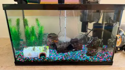 Selling my complete 10-gallon aquarium setup. $100 firm — priced to sell quickly. Everything you nee...