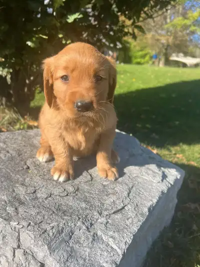 Golden Red Retriever puppies, View more