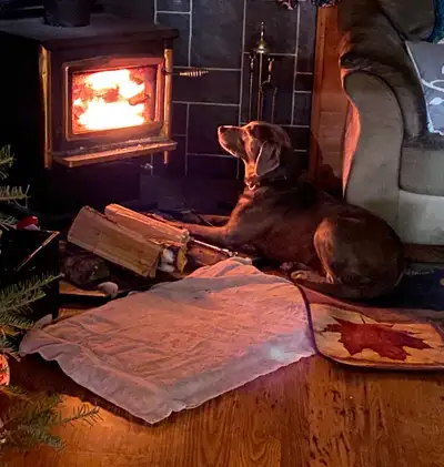 Female Silver Lab to Re-home, View more