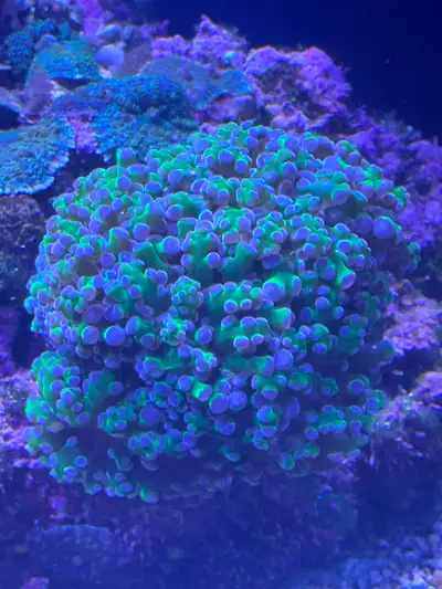 Frogspawn Coral Saltwater, View more