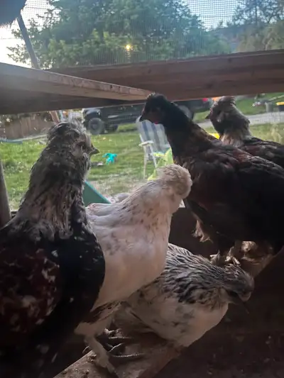 Silky x pullets, View more