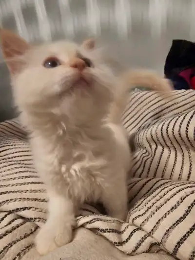 Bayview Poodles and Persians is thrilled to announce the arrival of 4 gorgeous persian kittens on Ap...