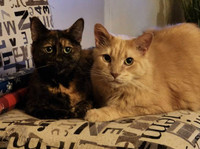 Urgent: My babies need a forever home or a foster 