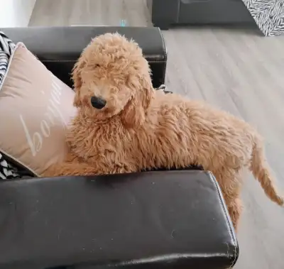 Élevage familiale - nous élevons des chiots Goldendoodle dans un environnement sain et chaleureux, e...