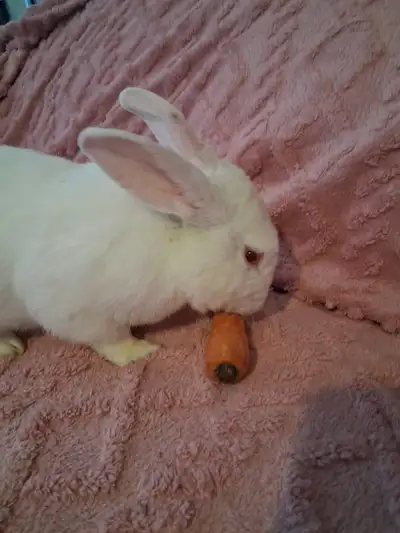 White bunny "Maple"available for adoption, nuetered and socializ, View more