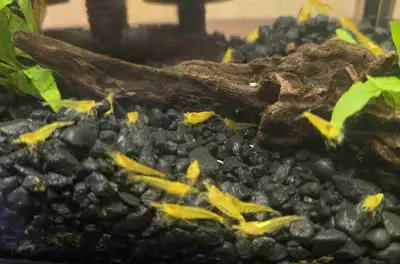 Crevettes Neocaridina Yellow Neon, View more