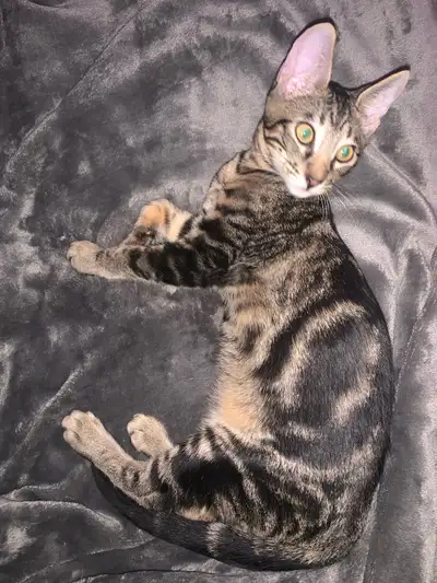 Le plus gentil et doux des petits Bengal !! Bengal marbré Né le 31 janvier 2025 Pure race Grand pare...