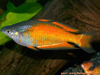 Parkinson Rainbowfish 