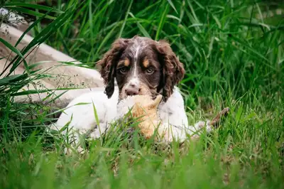 CKC Working Cocker Spaniel, View more