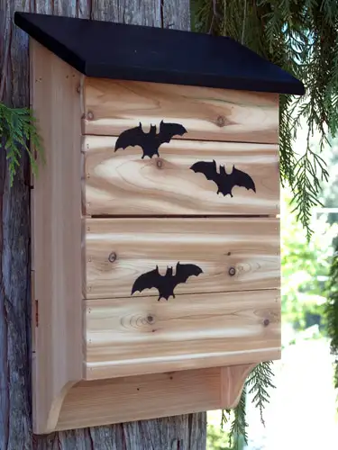 Bat Boxes, View more
