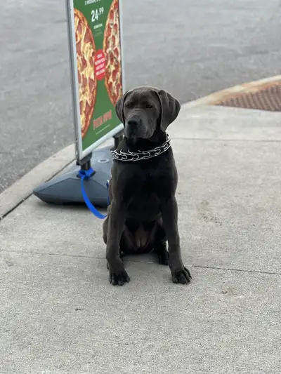 Female Boerboel(sold), View more