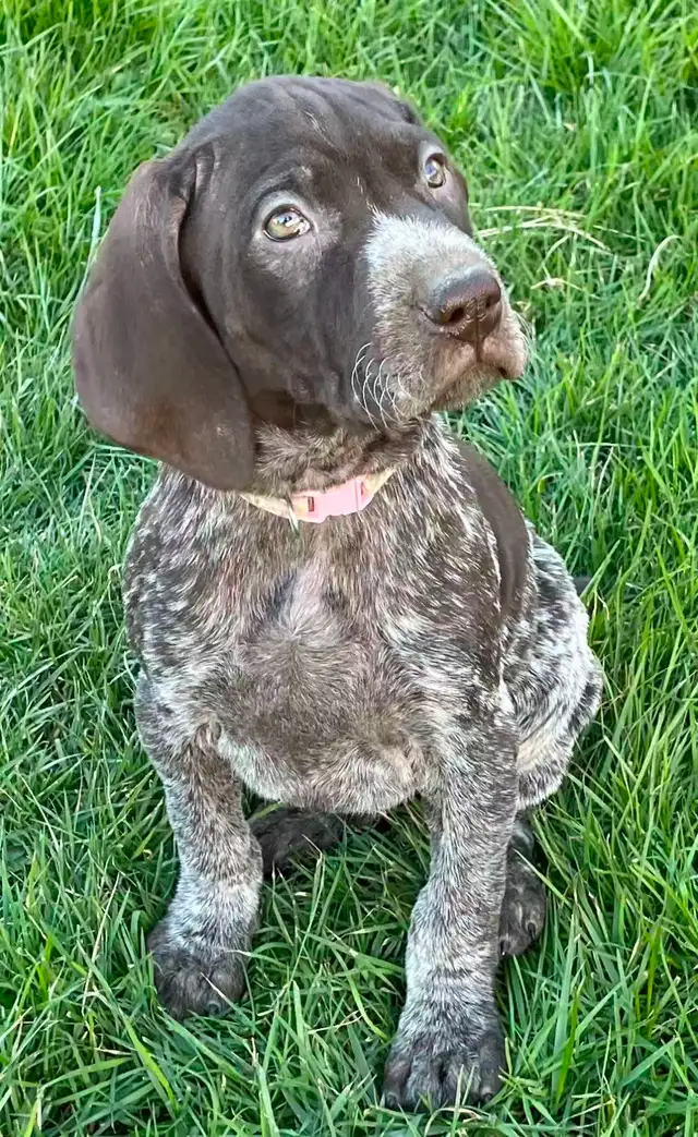 GSP Puppies (CKC Registered) German Shorthaired Pointers in Dogs & Puppies for Rehoming in Chilliwack - Image 5