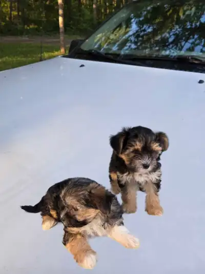 Gorgeous Morkies, View more