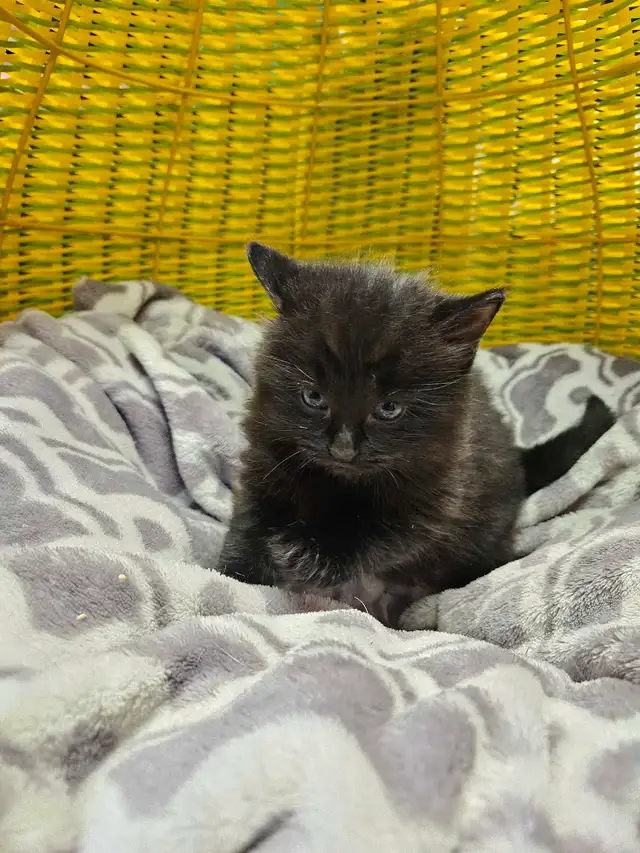 Petits chatons à réserver in Cats & Kittens for Rehoming in City of Montréal - Image 10