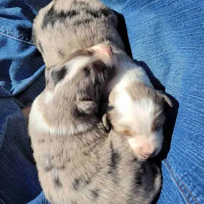 aussie puppies, View more