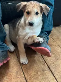 Puppies - your next best friend!