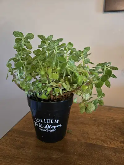 Vics Plant, View more