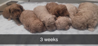 Toy-poodle puppies are HERE  Rehoming for end of May 2024.