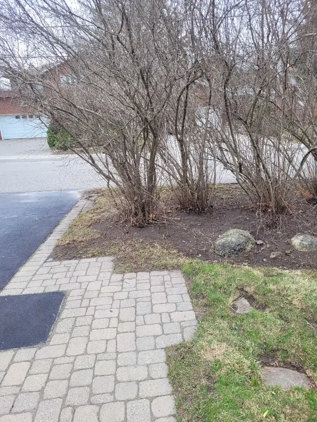 landscaping & lawn maintenance  in Lawn, Tree Maintenance & Eavestrough in City of Toronto - Image 11