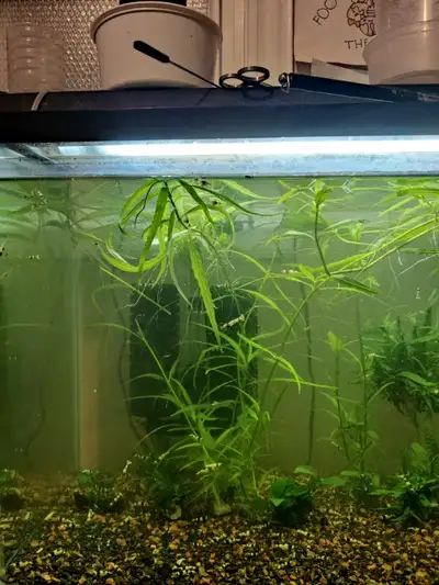 One ziplock bag for $10 A good rear area aquarium plant. Easy to take care. Could live both floating...