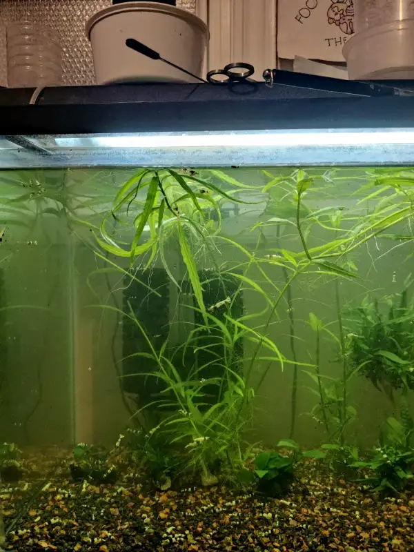 Aquarium plants --- Hygrophila in Fish for Rehoming in Markham / York Region - Image 2