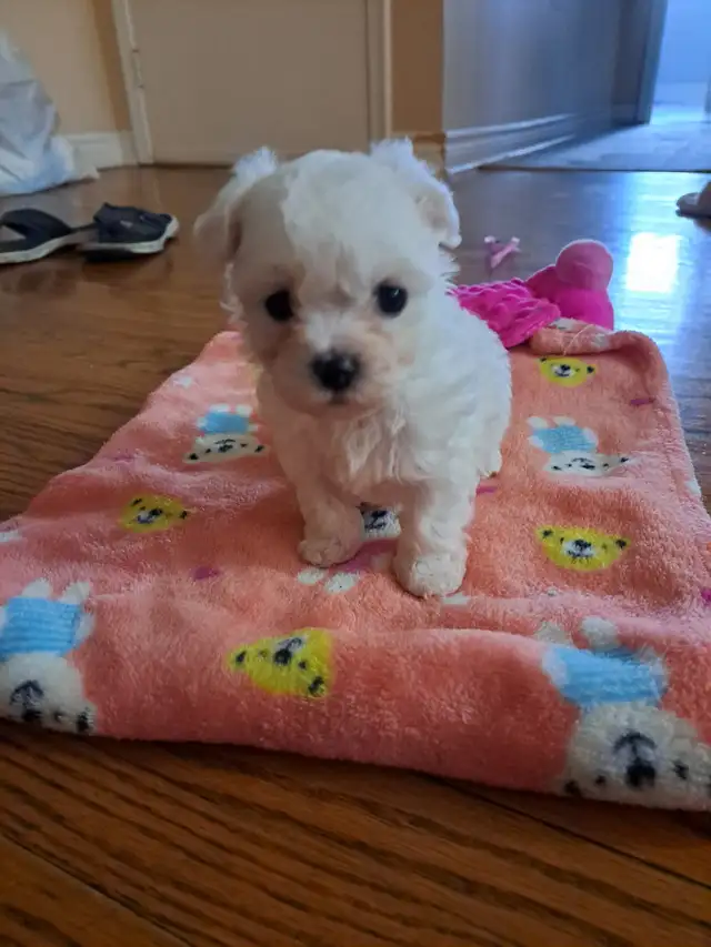 Purebred Maltese Puppies For Sale in Dogs & Puppies for Rehoming in Oshawa / Durham Region - Image 8