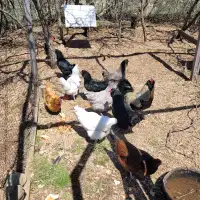 Farm mix chicks