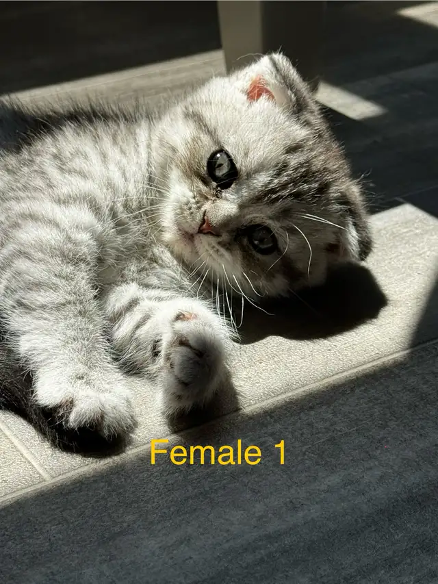 Scottish Fold/Straight kittens, 3 girls left - price inside in Cats & Kittens for Rehoming in Moncton - Image 4
