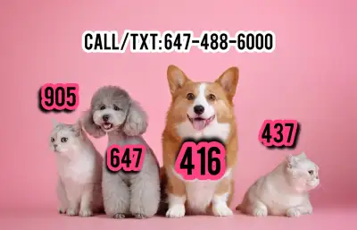 Golden 416/647/905/437 Vanity Vip Phone Numbers, View more