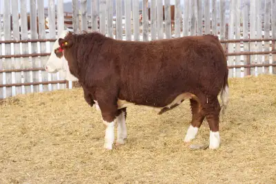 Fullblood Simmental Bulls, View more