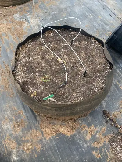 I have 100 grow bags filled with organic soil used to grow cannabis for a couple years. Fresh compos...