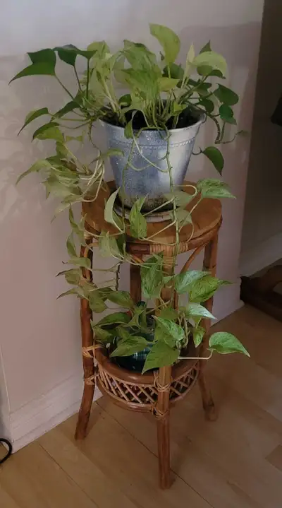 Add a touch of rustic charm to your indoor garden with this delightful, used two-tier plant perfect...