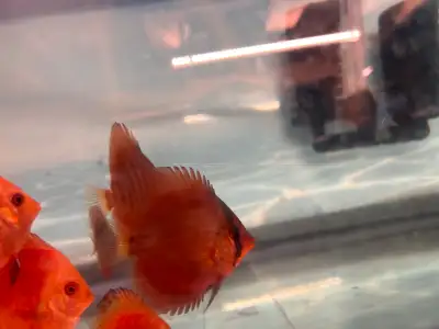 Red cover Discus is beautiful Rose in your aquarium tank for Sale – 3 Inches – Only $30! We’re offer...