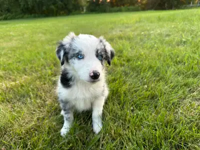 chiot Border Collie, View more
