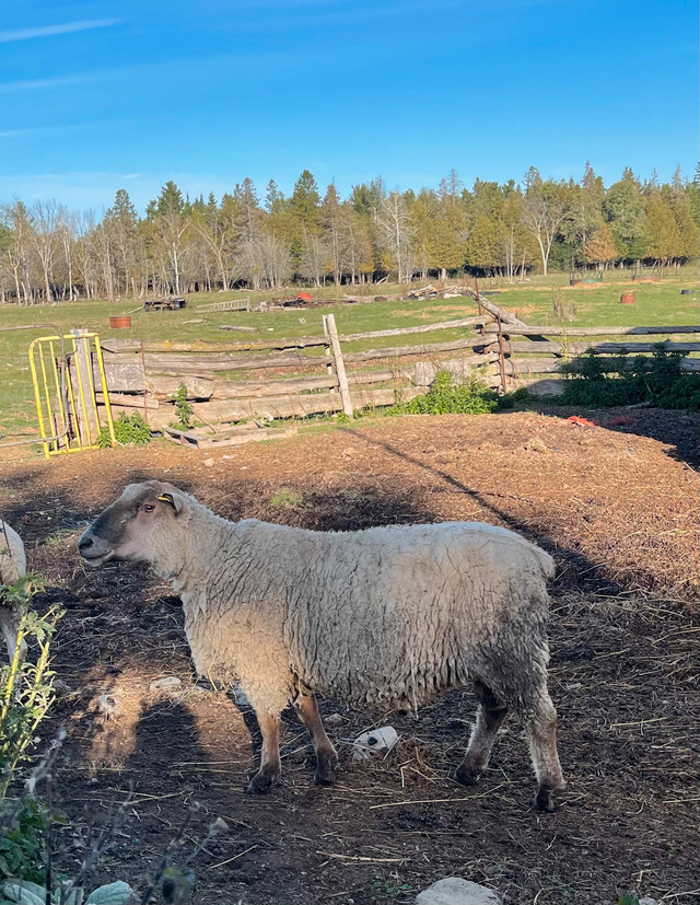 Solid Breeding Ram in Livestock in Ottawa