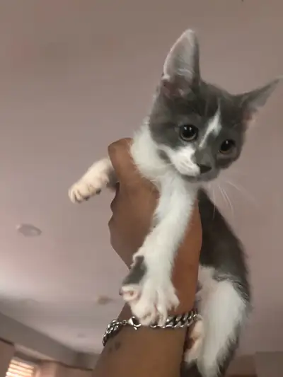 rehoming kittens, View more