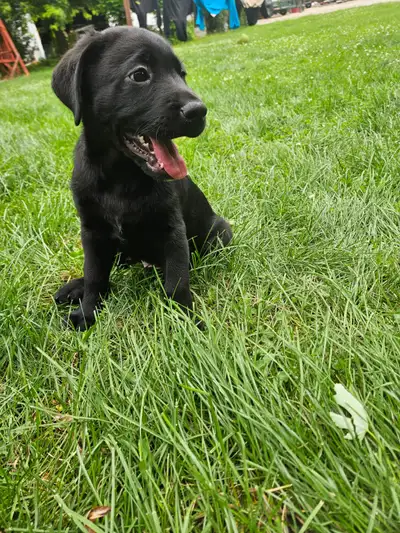 Lab puppies, View more