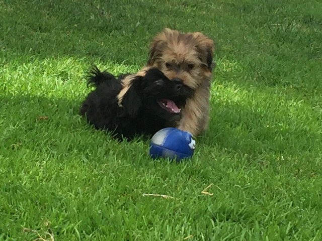 Teddybear Morkie Puppies: in Dogs & Puppies for Rehoming in Oshawa / Durham Region