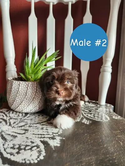 Havanese-Chihuahua Puppies, View more