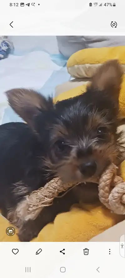WONDERFUL YORKIE  GIRL, View more