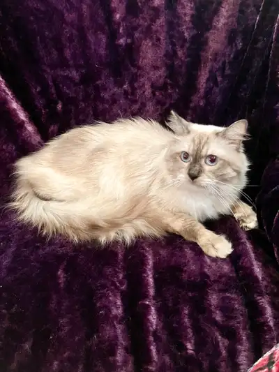 Male Ragdoll, View more