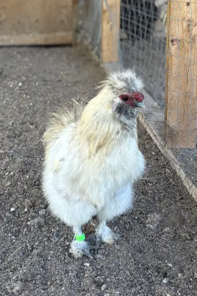 silkie Roosters, View more