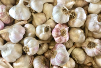 High Quality Seed Garlic - Free Shipping in Ontario / Quebec 