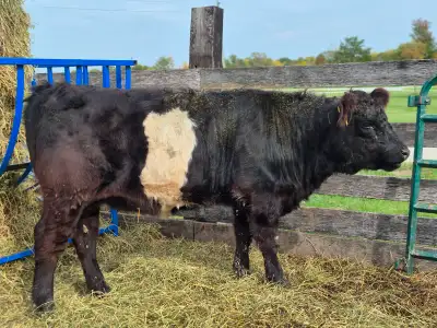 Black angus /Belted galloway heifer calf for sale., View more