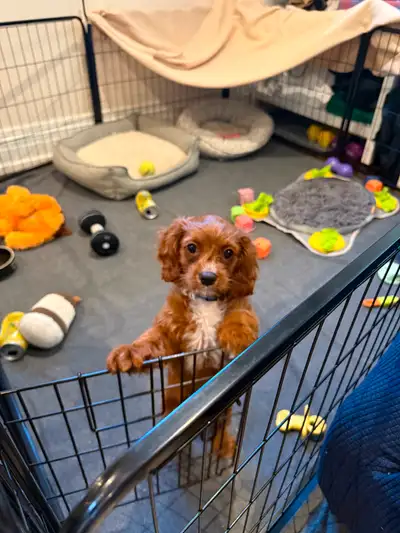 Adorable Toy Cavapoo puppy., View more