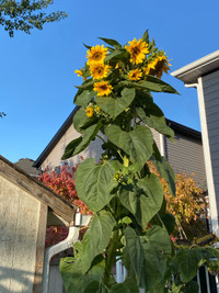 Giant Sunflower seedlings. Huge imported sunflowers seeds